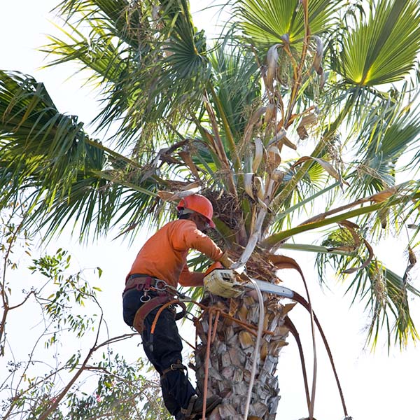 Man in tree trimming palm fronds