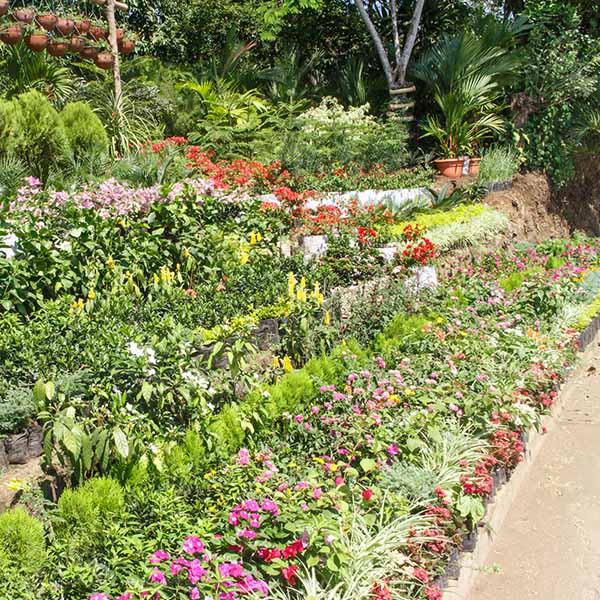 Plants outside a nursery for sale in spring